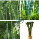 Exotic Bamboo Séed Lucky Moso Bambu Tree 100 Seeds