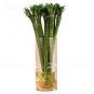 Exotic Bamboo S&Atilde;&copy;ed Lucky Moso Bambu Tree 100 Seeds