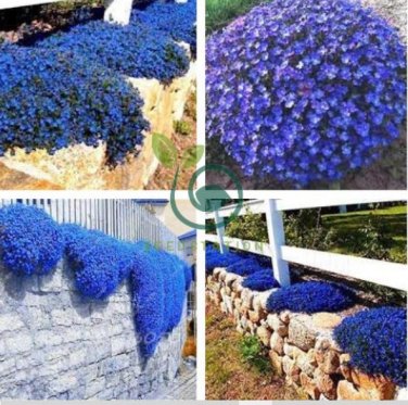 Blue Creeping Thyme  Cress Rock Plant Flowers 200 Seeds