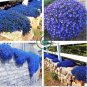 Blue Creeping Thyme  Cress Rock Plant Flowers 200 Seeds