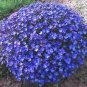 Blue Creeping Thyme Cress Rock Plant Flowers 200 Seeds