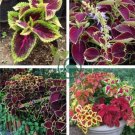 Coleus Flower Bonsai Plectranthus scutellarioides 200 Seeds