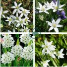 Star of Bethlehem Seeds Non-Hybrid, Open-Pollinated 100 Seeds