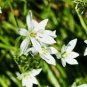 Star of Bethlehem Seeds Non-Hybrid, Open-Pollinated 100 Seeds