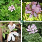 Pelargonium odoratissimum 10 Seeds