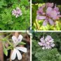 Pelargonium odoratissimum 10 Seeds