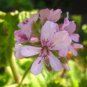 Pelargonium odoratissimum 10 Seeds