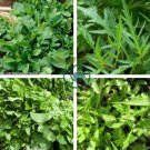 Diplotaxis Tenuifolia Roquette 200 Seeds