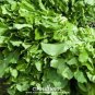 Diplotaxis Tenuifolia Roquette 200 Seeds