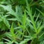 Diplotaxis Tenuifolia Roquette 200 Seeds