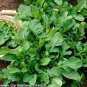 Diplotaxis Tenuifolia Roquette 200 Seeds