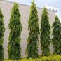 Polyalthia longifolia 40 Seeds