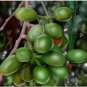 Polyalthia longifolia 40 Seeds