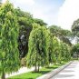 Polyalthia longifolia 40 Seeds