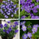 BROWALLIA Amethyst Flower 200 Seeds