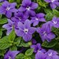 BROWALLIA Amethyst Flower 200 Seeds