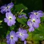 BROWALLIA Amethyst Flower 200 Seeds