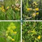 Yellow Rattle Rhinanthus Minor Plant 50 Seeds