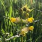 Yellow Rattle Rhinanthus Minor Plant 50 Seeds