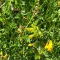 Yellow Rattle Rhinanthus Minor Plant 50 Seeds