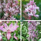 Mix Dictamnus Albus Mixed Colors White Red Pink Lilac Flower 20 seeds