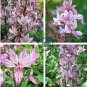 Mix Dictamnus Albus Mixed Colors White Red Pink Lilac Flower 20 seeds