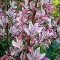 Mix Dictamnus Albus Mixed Colors White Red Pink Lilac Flower 20 seeds