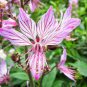 Mix Dictamnus Albus Mixed Colors White Red Pink Lilac Flower 20 seeds