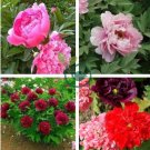 Chinese Peony Flowers  Rose Red Double Flowers 20 Seeds