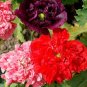 Chinese Peony Flowers Rose Red Double Flowers 20 Seeds