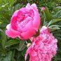 Chinese Peony Flowers Rose Red Double Flowers 20 Seeds