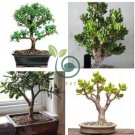 Bonsai Crassula Ovata Plant Bonsai 40 Seeds