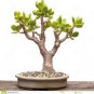 Bonsai Crassula Ovata Plant Bonsai 40 Seeds