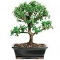 Bonsai Crassula Ovata Plant Bonsai 40 Seeds