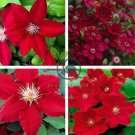 Dark Red Clematis Climbing Bonsai Flower 200 Seeds