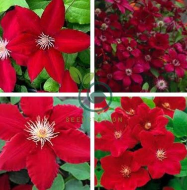 Dark Red Clematis Climbing Bonsai Flower 200 Seeds
