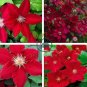 Dark Red Clematis Climbing Bonsai Flower 200 Seeds