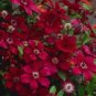 Dark Red Clematis Climbing Bonsai Flower 200 Seeds