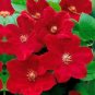 Dark Red Clematis Climbing Bonsai Flower 200 Seeds