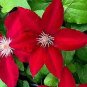 Dark Red Clematis Climbing Bonsai Flower 200 Seeds