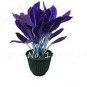 Aglaonema Bonsai 'Pink Dud' Beautiful Outdoor Mosaic Plants 400 Seeds