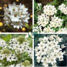 ORNITHOGALUM SAUNDERSIAE Plant 200 Seeds