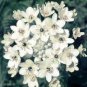 ORNITHOGALUM SAUNDERSIAE Plant 200 Seeds