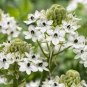 ORNITHOGALUM SAUNDERSIAE Plant 200 Seeds