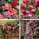 Pink European Rose Climbing Flower 200 Seeds