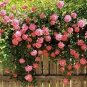 Pink European Rose Climbing Flower 200 Seeds