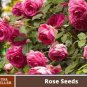 Pink European Rose Climbing Flower 200 Seeds