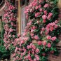 Pink European Rose Climbing Flower 200 Seeds