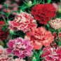 Pink European Rose Climbing Flower 200 Seeds