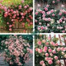 Trepadora Roses  Colorful Climbing Shrub Flowers 200 Seeds
